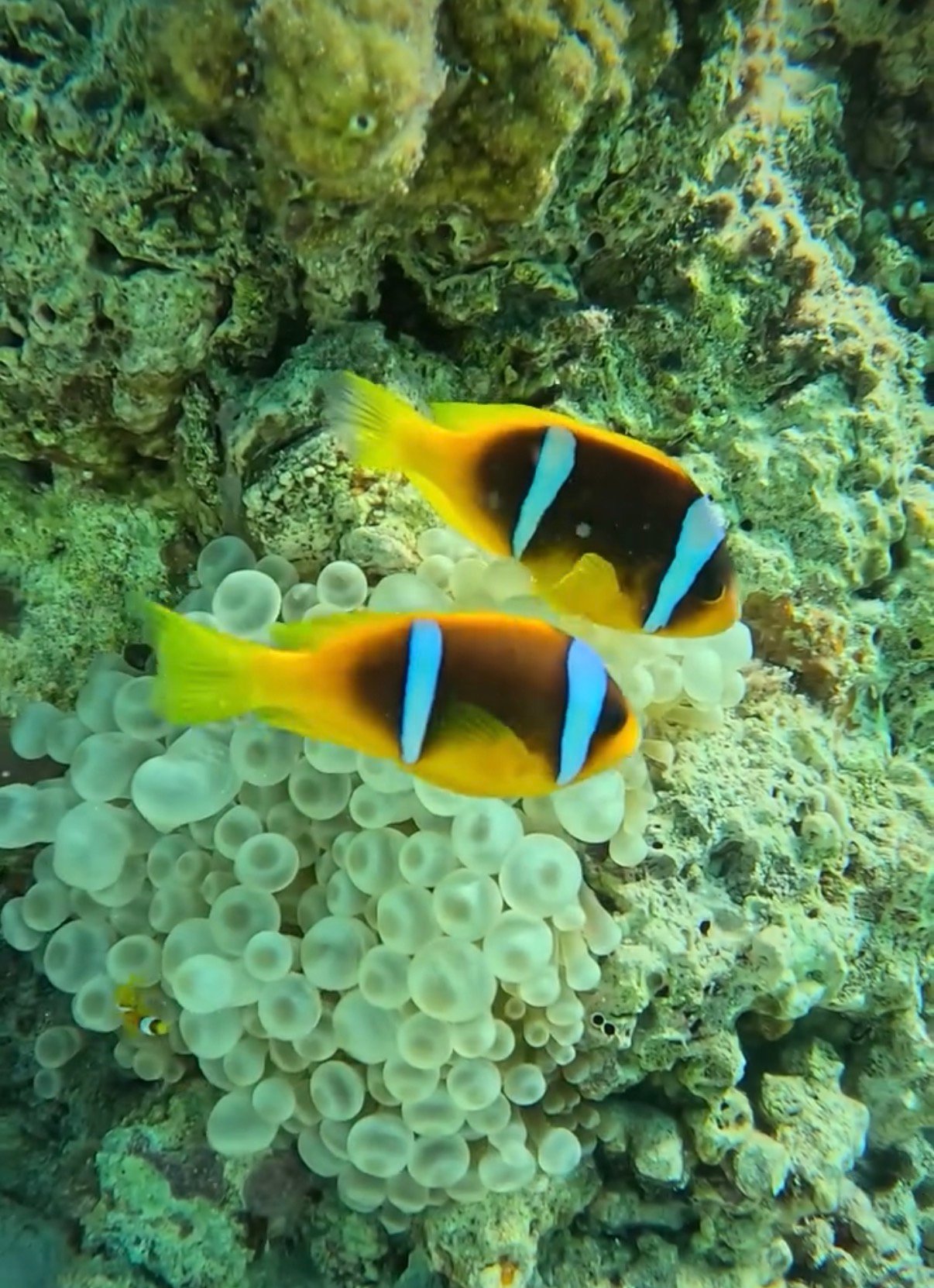 Marsa Alam
