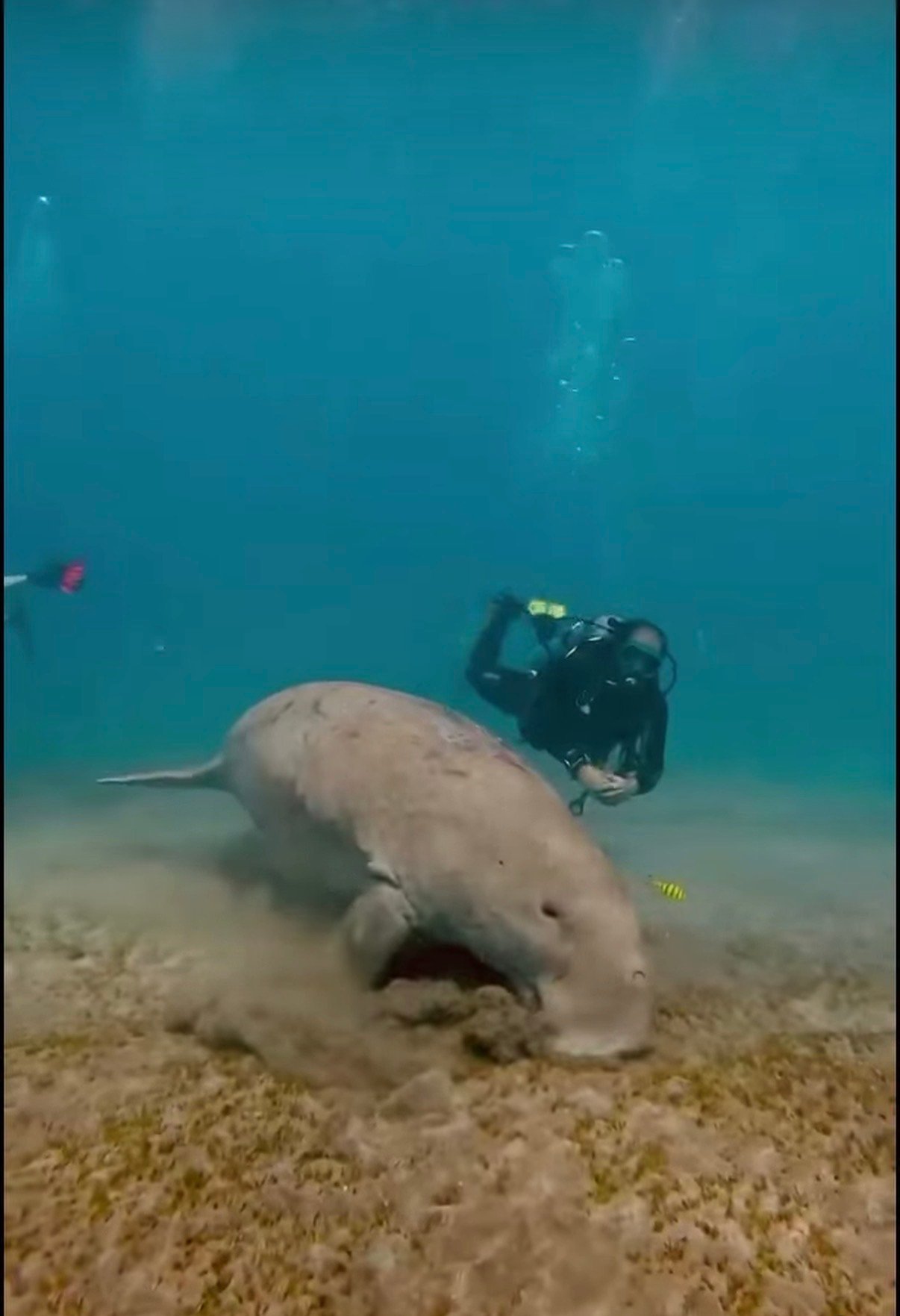 Diving nel Mar Rosso